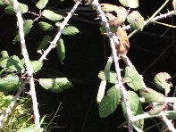 otte Scorciavacca20110306 129